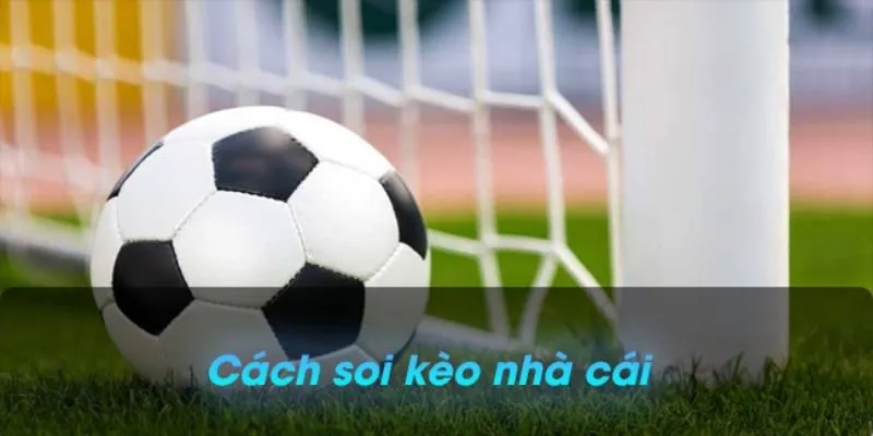 Tham vấn lời khuyên từ chuyên gia là cách chơi kèo nhà cái khôn ngoan